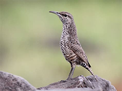 Rock Wren - eBird