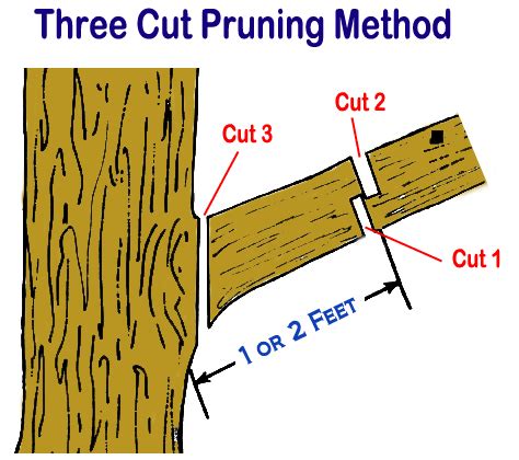 Image result for Step Cut Pruning