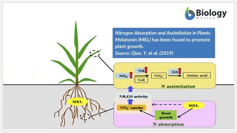 Assimilation Biology 的图像结果