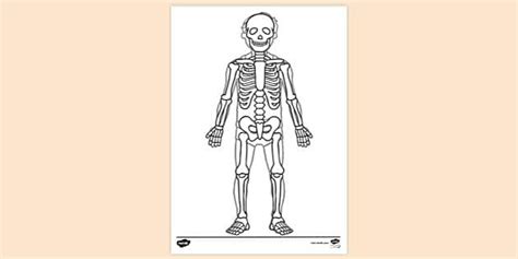 Human Body Colouring | Colouring Sheets