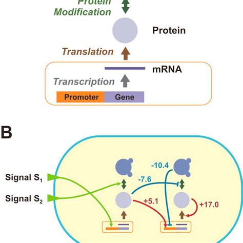Cellular Model Simulation 的图像结果
