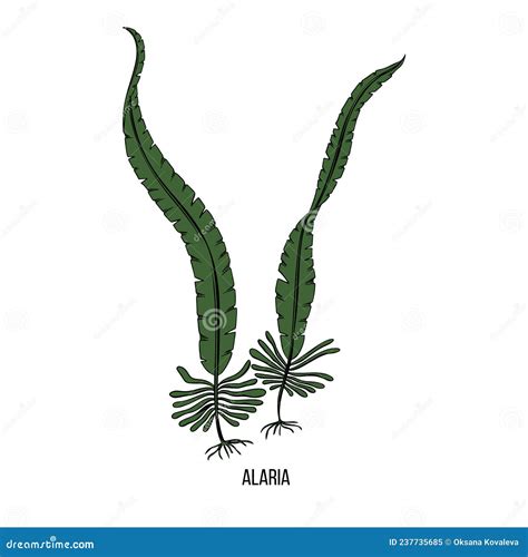Wakame Algae Alaria Sketch in Hand Drawn Style. Vector Drawing. Natural ...