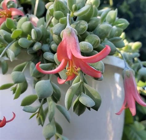 Cotyledon Pendens (Bare Rooted) – Kumaun Plants