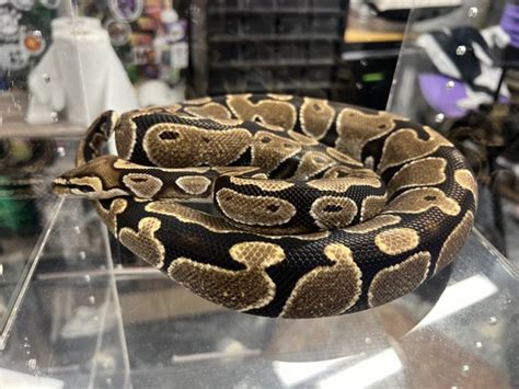 Image result for Lace Ball Python