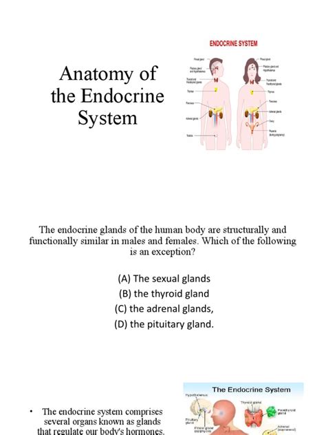 Anatomy of The Endocrine System | PDF | Endocrine System | Adrenal Gland