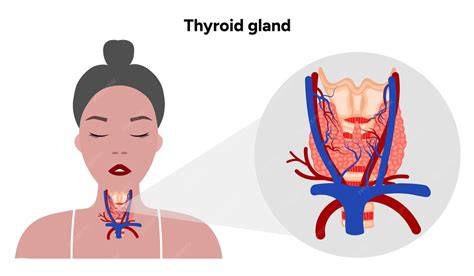Glândula tiróide Anatomia médica e hormônios Venas e artérias Medicina ...
