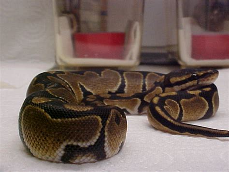 King Python 的图像结果