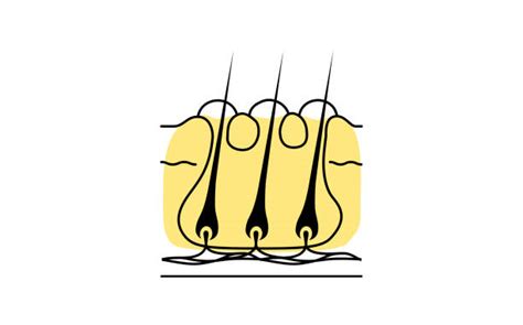 Carbuncle Core 的图像结果