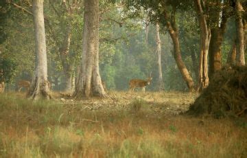 9 Days 8 Nights Balasore Tour Package | Balasore, Similipal Park ...