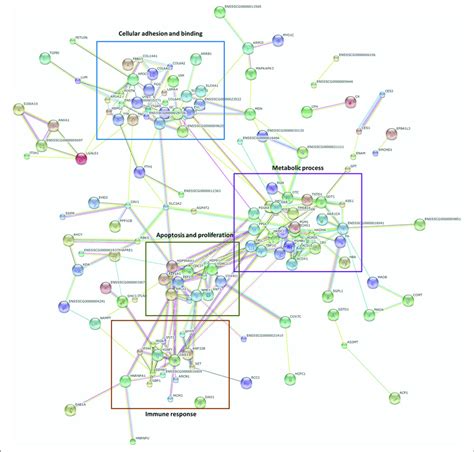 Image result for STRING Protein Interactions