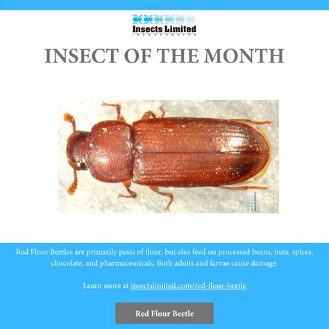 Insect of the Month - Red Flour Beetle (Tribolium castaneum)