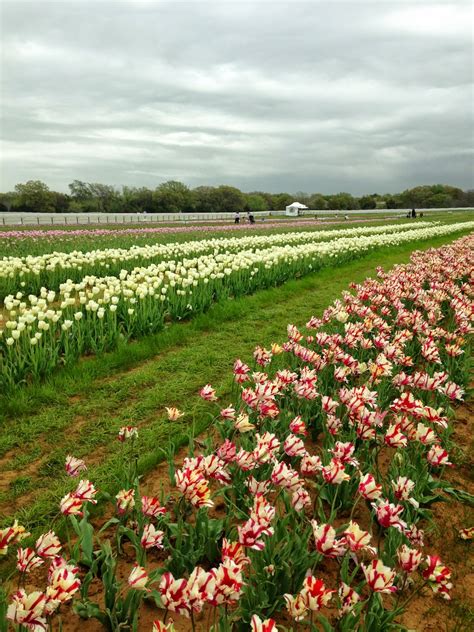Southern Charm Cottage: Texas Tulip Farm