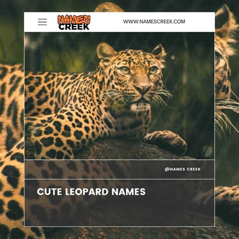 165+ Cool And Unique Leopard Names For Your Wild Cat