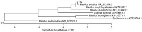 Biomolecules | Special Issue : Phytohormones 2021