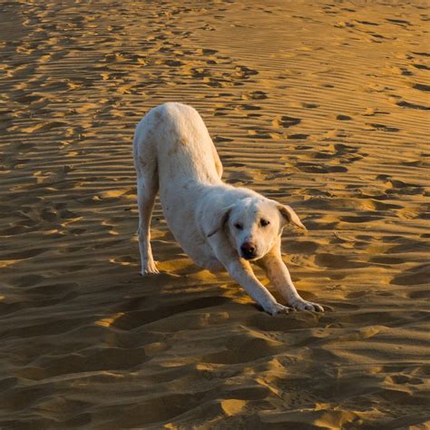 Image result for What Is Pandiculation