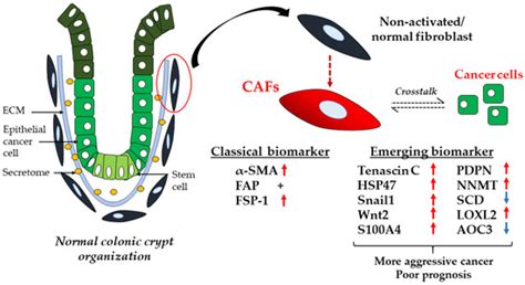Dynamic Co-Evolution of Cancer Cells and Cancer-Associated Fibroblasts ...
