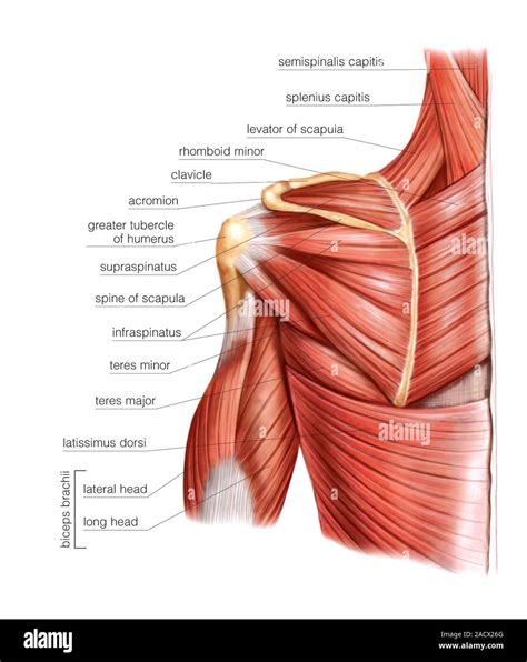 Illustration of the muscles of the shoulder. This superior deep view ...