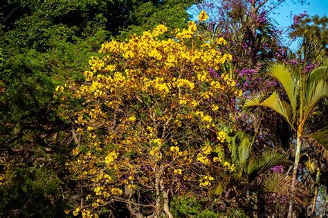 Golden trumpet tree aka yellow ipe tabebuia alba tree handroanthus ...