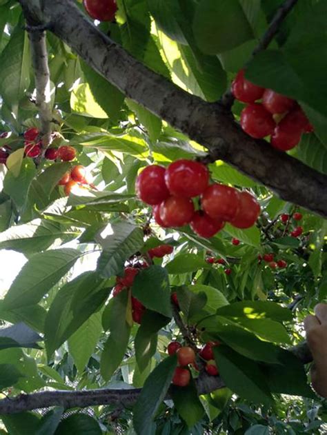 甜樱桃怎么种？甜樱桃种植技巧 - 种植技术 - 第一农经网