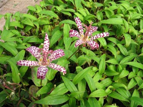 Japon Zambağı (Tricyrtis) - agaclar.net