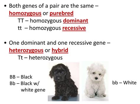 Genetics_Powerpoint.pptx | Genetics | Science