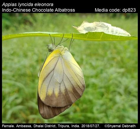 Appias lyncida | Butterfly