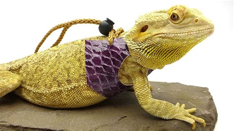 OgleRPets Ogle Lizard Leash, Limited Edition Purple Scales (large size ...