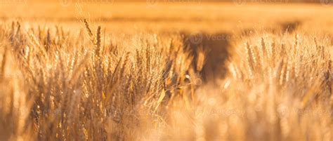 Wheat field sunset. Ears of golden wheat closeup. Rural scenery under shining sunlight. Close-up ...