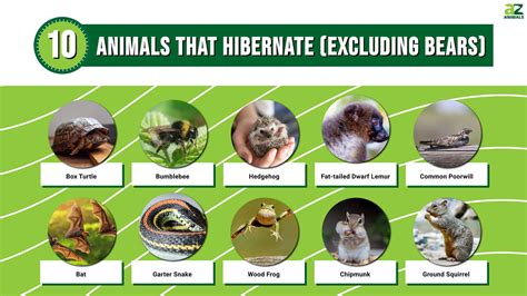 What Does Animals Do During Hibernation at James Mccarter blog