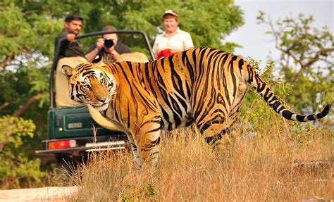 Jeep safari in Ranthambhore Tiger Reserve | Ranthambhore National Resort