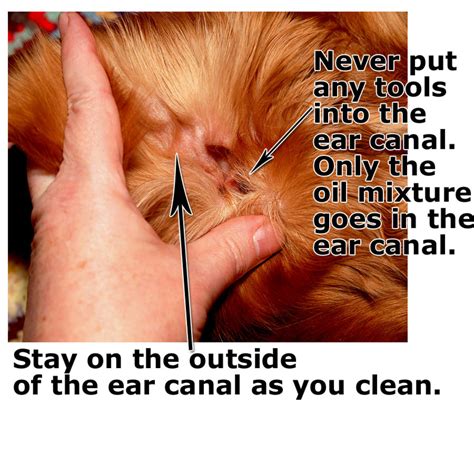 Apple Cider Vinegar Dog Ear Mites at Laura Stanley blog