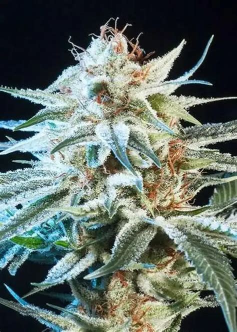 Alien Technology Strain 的图像结果