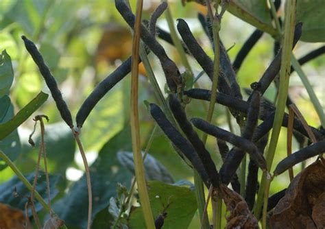 AP State Seeds Developement