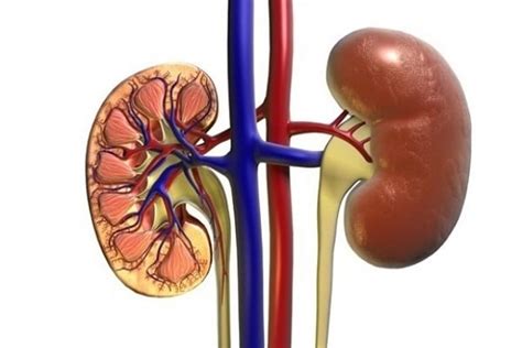 Changes in proteins play important role in ageing kidneys, study finds