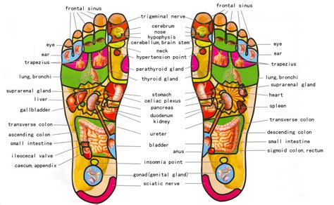 Your Foot Has The Full Map Of Your Body And Here Is How To Read It ...