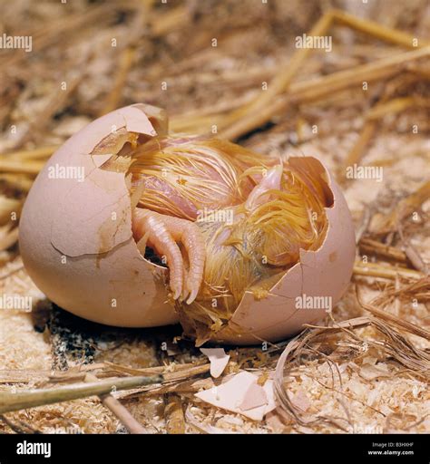 Amazing Modern Chick Hatching 的图像结果