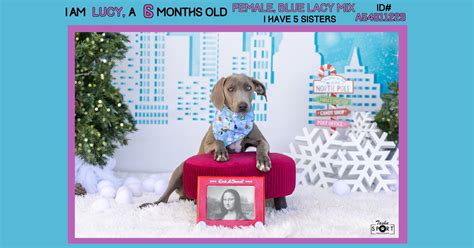 Fix West Texas: Donor comes through for animals needing adoption