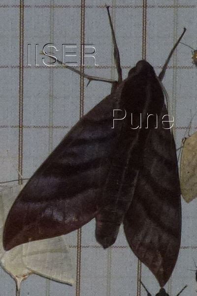 Ramana Athreya @ IISER-Pune : Sphingid Species Notes