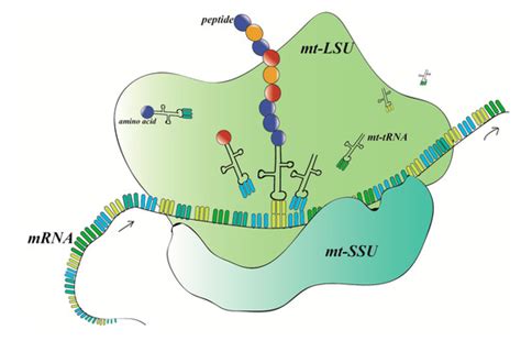 Abnormal Expression of Mitochondrial Ribosomal Proteins and Their ...