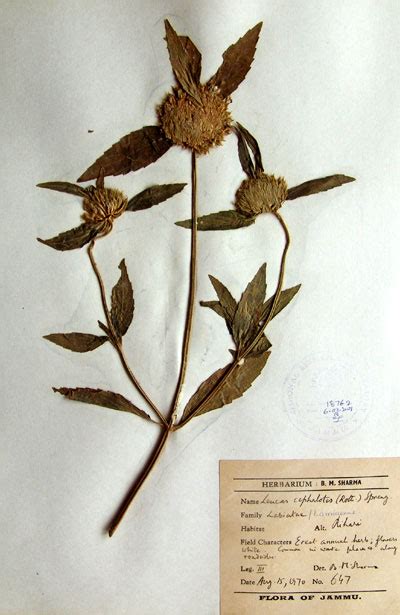 leucas_cephalotes
