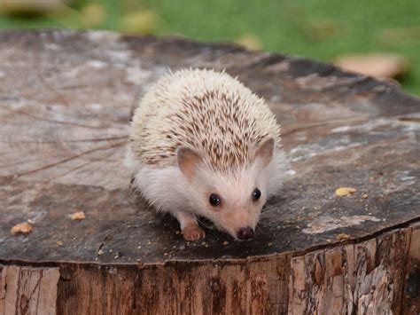 Pygmy Rabbit Facts 的图像结果