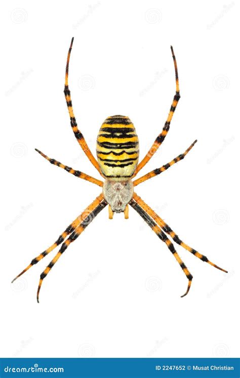 Isolated argiope spider stock photo. Image of abdomen - 2247652