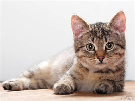 Animal Wallpapers Blog: Cat Wallpapers