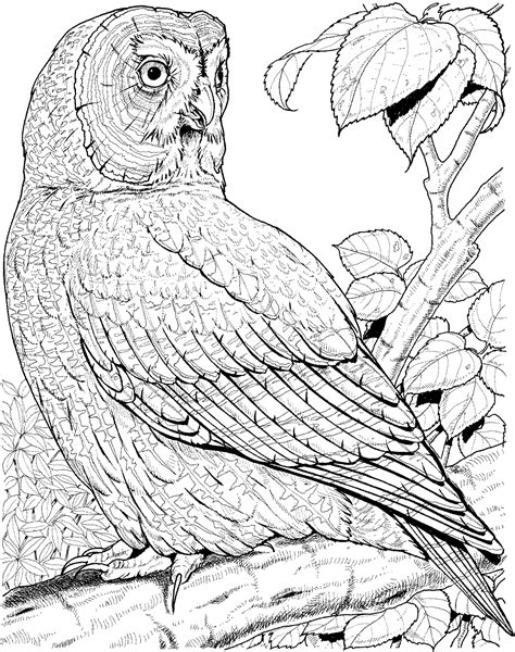Free Owl Coloring Pages