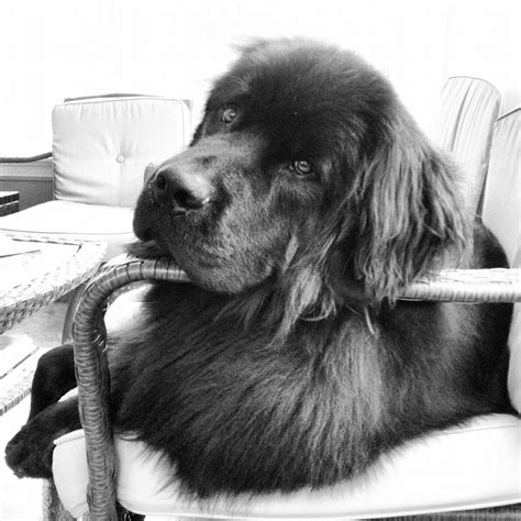 Newfoundlander Dogs 的图像结果