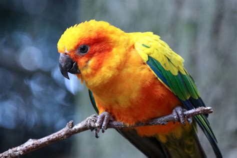 Image result for Conure Parrot Types