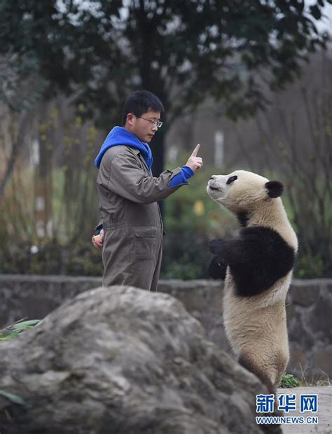 如何成为成都大熊猫基地的饲养员？ - 知乎