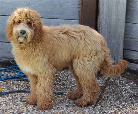 At What Age Is An Australian Labradoodle Full Grown