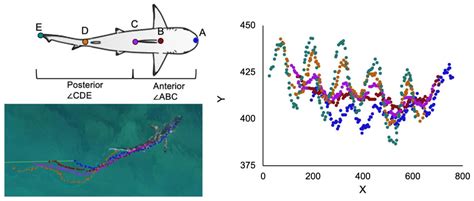Volitional Swimming Kinematics of Blacktip Sharks, Carcharhinus ...