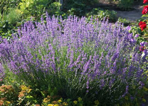 Lavandula angustifolia 'Dutch (Vera)' - Riverside Garden Centre